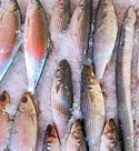 Fish based photo